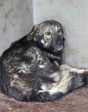 ZORRO, Hund, Sarplaninac-Mix in Kroatien - Bild 3