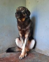 ZORRO, Hund, Sarplaninac-Mix in Kroatien - Bild 9