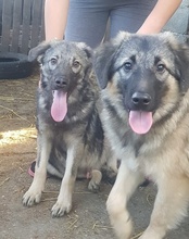 BUSTER, Hund, Mischlingshund in Kroatien - Bild 17