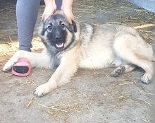 BUSTER, Hund, Mischlingshund in Kroatien - Bild 18