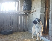 BUSTER, Hund, Mischlingshund in Kroatien - Bild 19