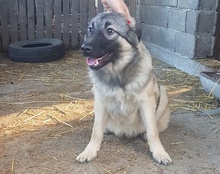 BUSTER, Hund, Mischlingshund in Kroatien - Bild 22