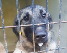 BUSTER, Hund, Mischlingshund in Kroatien - Bild 4
