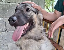 BUSTER, Hund, Mischlingshund in Kroatien - Bild 7