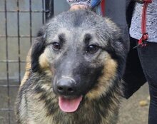 BUSTER, Hund, Sarplaninac-Mix in Kroatien - Bild 1