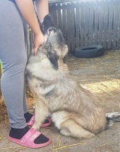 BUSTER, Hund, Sarplaninac-Mix in Kroatien - Bild 10