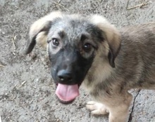 BUSTER, Hund, Sarplaninac-Mix in Kroatien - Bild 17