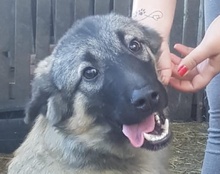 BUSTER, Hund, Sarplaninac-Mix in Kroatien - Bild 20