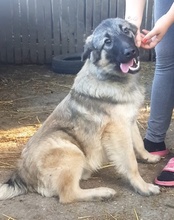 BUSTER, Hund, Sarplaninac-Mix in Kroatien - Bild 21