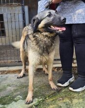 BUSTER, Hund, Sarplaninac-Mix in Kroatien - Bild 3