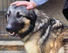 BUSTER, Hund, Sarplaninac-Mix in Kroatien - Bild 5