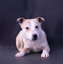 ZSETON, Hund, Mischlingshund in Ungarn - Bild 1