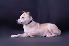 ZSETON, Hund, Mischlingshund in Ungarn - Bild 2