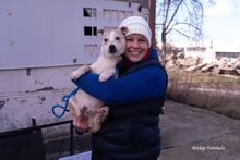 ZSETON, Hund, Mischlingshund in Ungarn - Bild 3