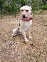 TYSON, Hund, Labrador-Mix in Ungarn - Bild 2
