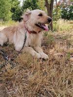 TYSON, Hund, Labrador-Mix in Ungarn - Bild 4