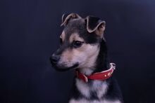 ERNÖ, Hund, Mischlingshund in Ungarn - Bild 2