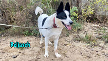 BELJASCH, Hund, Mischlingshund in Hofheim - Bild 1