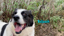 BELJASCH, Hund, Mischlingshund in Hofheim - Bild 2