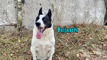 BELJASCH, Hund, Mischlingshund in Hofheim - Bild 3
