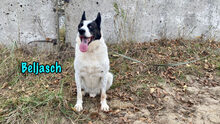 BELJASCH, Hund, Mischlingshund in Hofheim - Bild 5