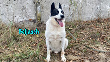 BELJASCH, Hund, Mischlingshund in Hofheim - Bild 6