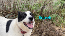 BELJASCH, Hund, Mischlingshund in Hofheim - Bild 7