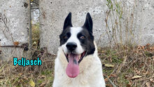 BELJASCH, Hund, Mischlingshund in Hofheim - Bild 8
