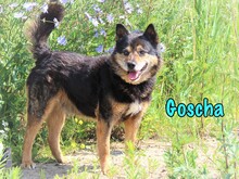 GOSCHA, Hund, Mischlingshund in Russische Föderation - Bild 1