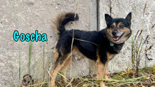 GOSCHA, Hund, Mischlingshund in Russische Föderation - Bild 10