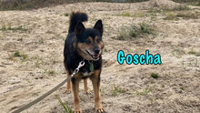 GOSCHA, Hund, Mischlingshund in Russische Föderation - Bild 11