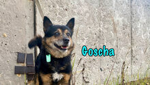 GOSCHA, Hund, Mischlingshund in Russische Föderation - Bild 12
