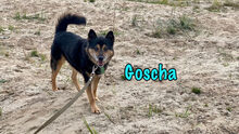 GOSCHA, Hund, Mischlingshund in Russische Föderation - Bild 13