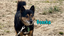 GOSCHA, Hund, Mischlingshund in Russische Föderation - Bild 14