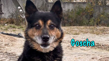 GOSCHA, Hund, Mischlingshund in Russische Föderation - Bild 2