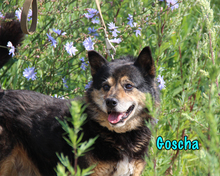 GOSCHA, Hund, Mischlingshund in Russische Föderation - Bild 3