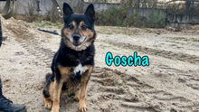 GOSCHA, Hund, Mischlingshund in Russische Föderation - Bild 4