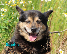GOSCHA, Hund, Mischlingshund in Russische Föderation - Bild 5