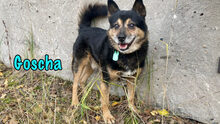 GOSCHA, Hund, Mischlingshund in Russische Föderation - Bild 6
