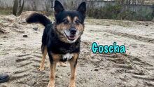 GOSCHA, Hund, Mischlingshund in Russische Föderation - Bild 8
