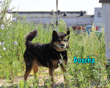 GOSCHA, Hund, Mischlingshund in Russische Föderation - Bild 9