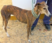 CUBA, Hund, Galgo Español in Spanien - Bild 4