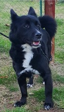 ROCKY, Hund, Mischlingshund in Nordmazedonien - Bild 2