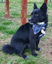 ROCKY, Hund, Mischlingshund in Nordmazedonien - Bild 5
