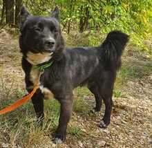 ROCKY, Hund, Mischlingshund in Nordmazedonien - Bild 8