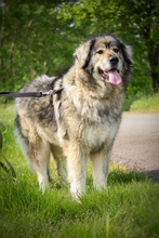 MAJA, Hund, Kaukasischer Owtcharka in Fürstenau - Bild 2