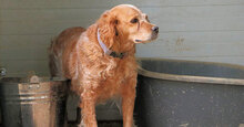 DIANA2, Hund, Mischlingshund in Italien - Bild 2