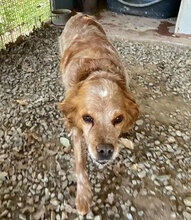 DIANA2, Hund, Mischlingshund in Italien - Bild 7