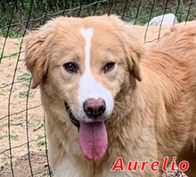 AURELIO, Hund, Mischlingshund in Italien - Bild 1