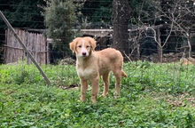 AURELIO, Hund, Mischlingshund in Italien - Bild 16